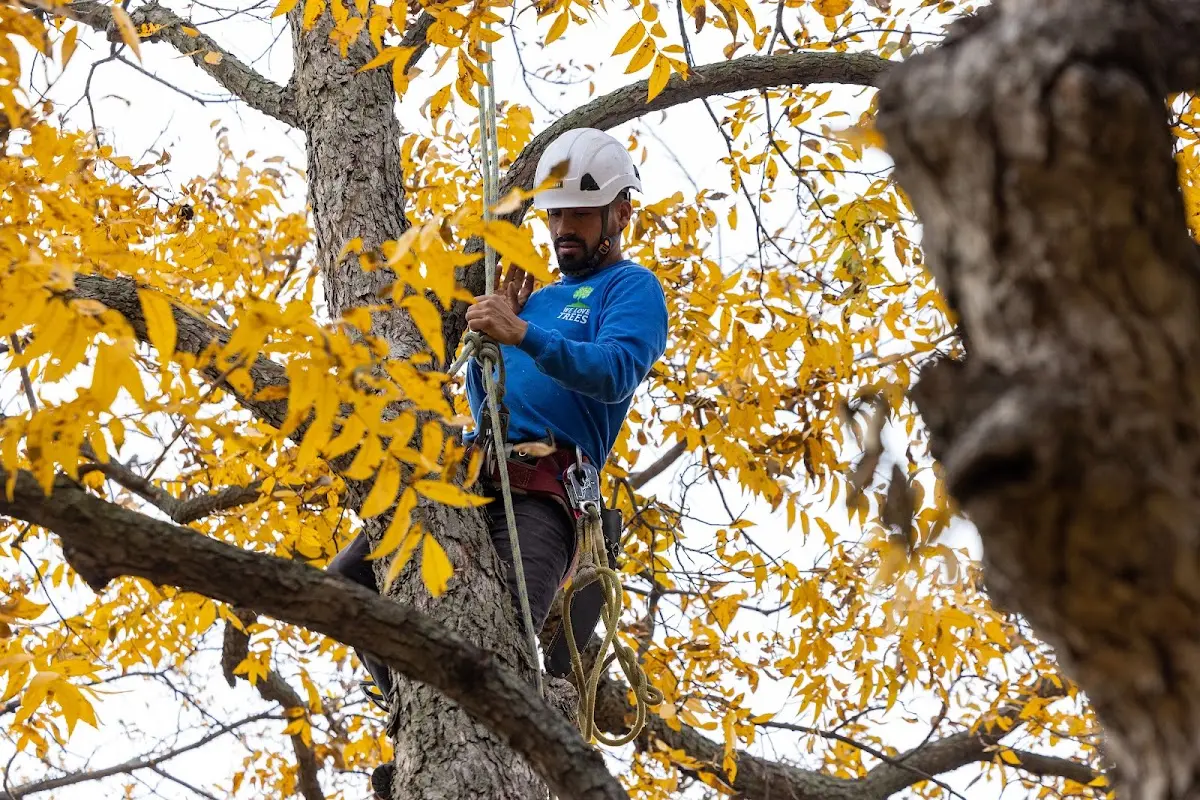 Skilled Storm Damage Cleanup crew working in Kiron